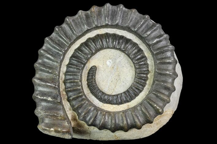Devonian Ammonite (Anetoceras) - Morocco #110673